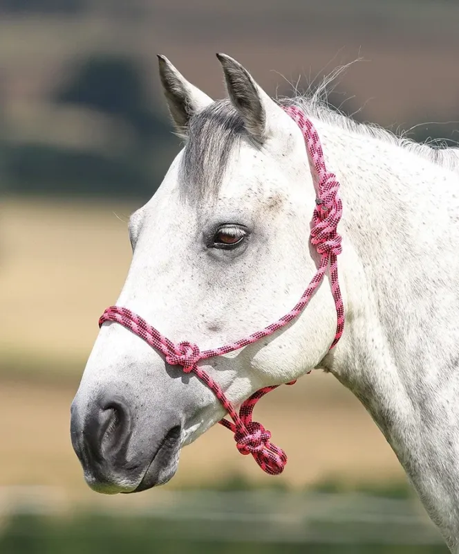 Pas Cher Licol thologique Shires - Rose / noir