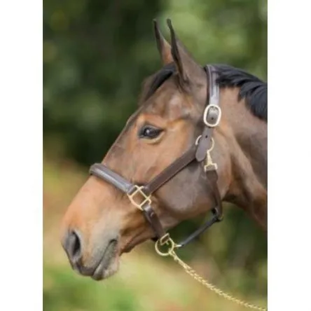 Certifi Licol Cuir Bomb HFI - COB/PUR-SANG - NOIR