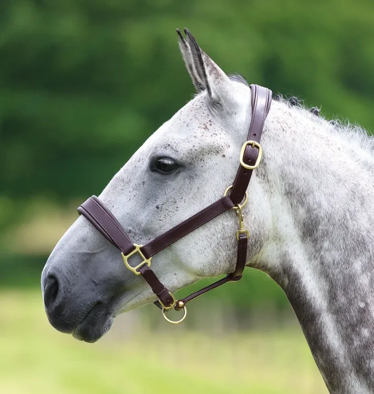 Licol en cuir Blenheim Shires - Cob - Havane Meilleur Prix