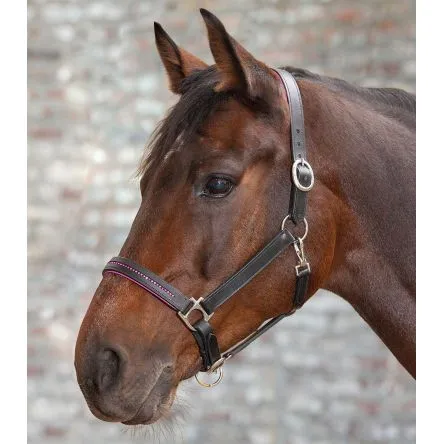 Commande En Gros Licol En Cuir Diamond Star – NOIR/BLEU – CHEVAL/FULL