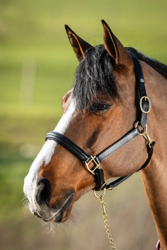 Prix Cass Licol bomb HFI - Grand cheval - Noir