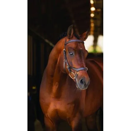 Bridon Rambo Micklem Multibridle - Horseware - COB/PUR-SANG - NOIR Soldes