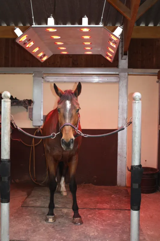 Solarium S20L EVOlution Top Vente