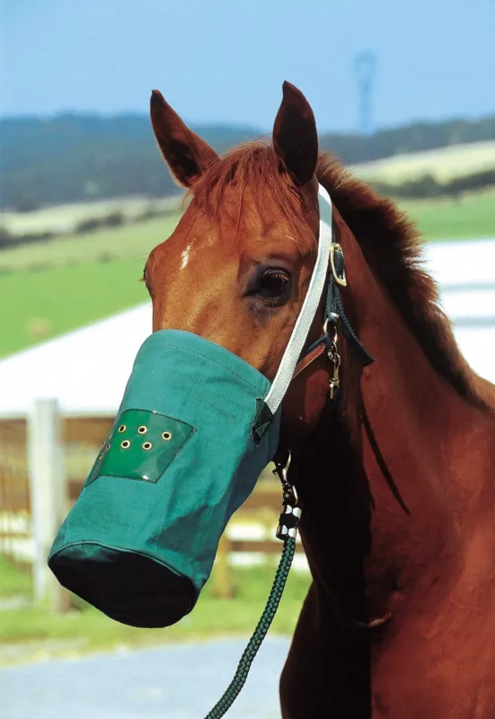 Musette canvas Nouvelle Collection