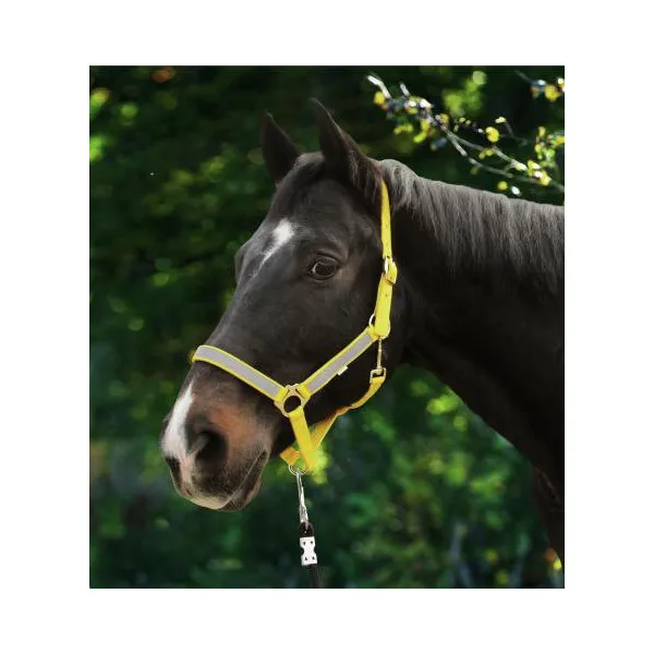 Licol NeonReflex – Poney Promotion