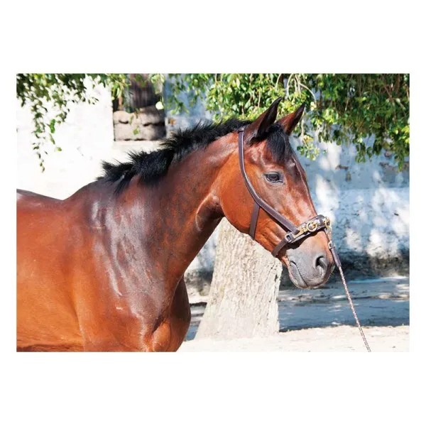 Acheter Direct Caveon cuir TdeT - Cheval