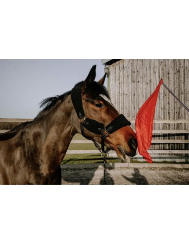 Promotion Drapeau de dsensibilisation HIPPOTONIC - Tlescopique - Vert