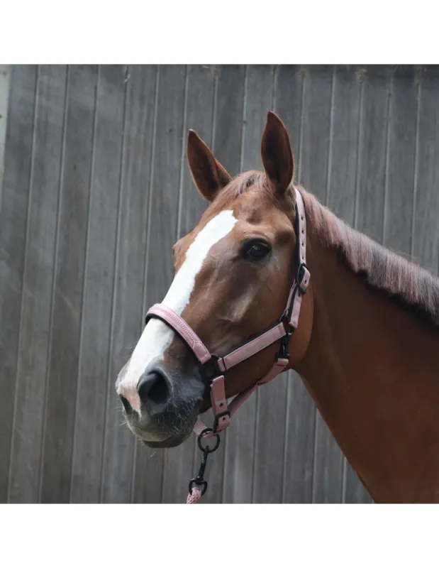 Licol LAMI-CELL "Charming" - Noir - Cheval/Full Acheter Direct