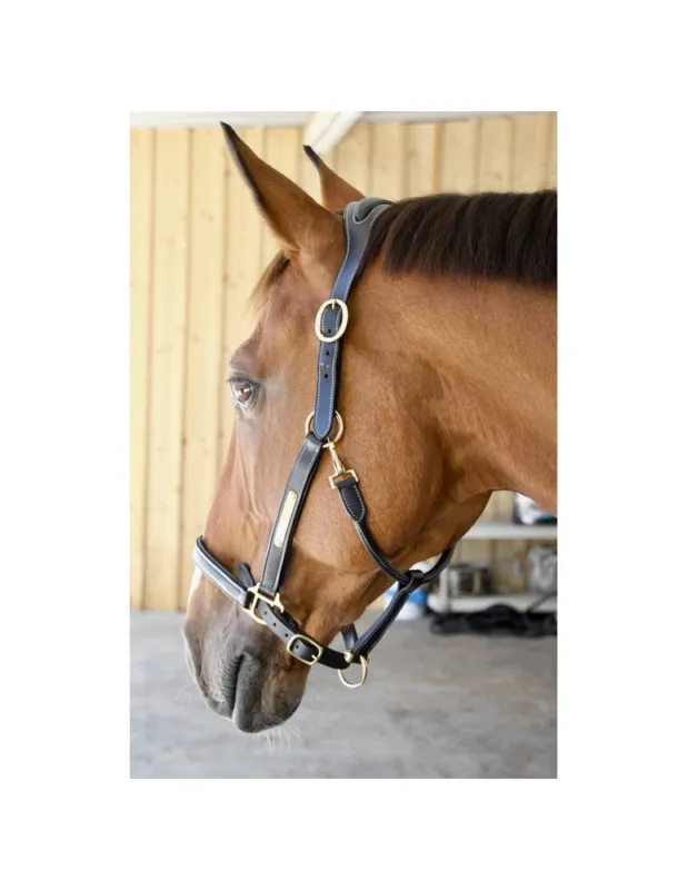 Expdition Rapide Licol en cuir anatomique TdeT – Noir – Cheval/Full