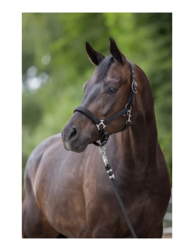 Licol COVALLIERO "Dexter" - Bleu marine - Pur-sang/Cob Prix Cass